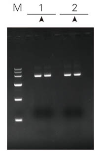 ZPK-PET-15B質粒