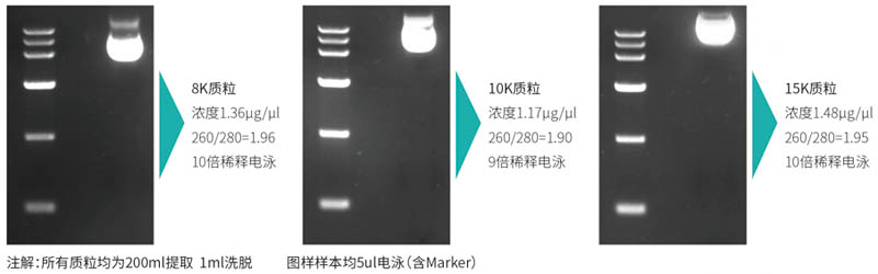 17.9.30質(zhì)粒大提圖.jpg