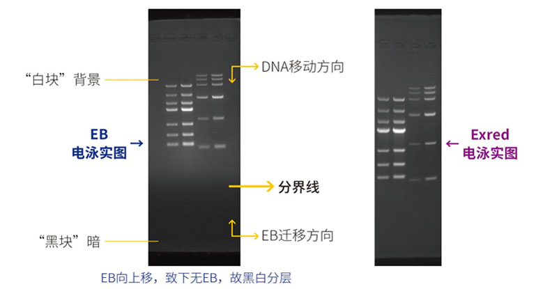 18.EB,red電泳實(shí)圖.jpg