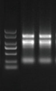18.6.7玉米葉片.jpg