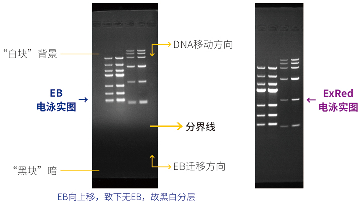 18.8月.EB,red電泳實(shí)圖.jpg