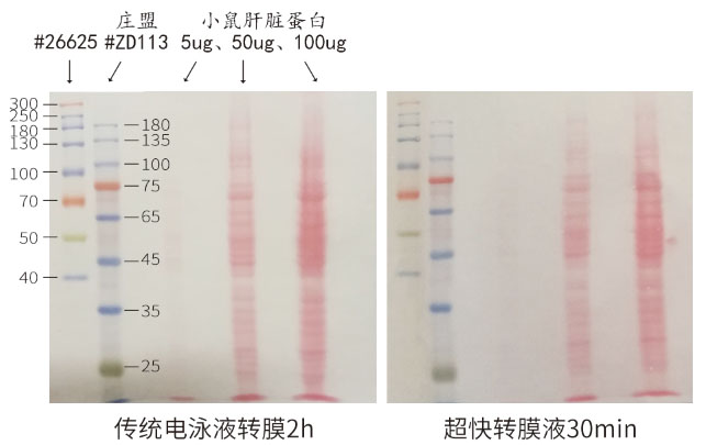 2019.1轉(zhuǎn)膜緩沖液圖1.jpg