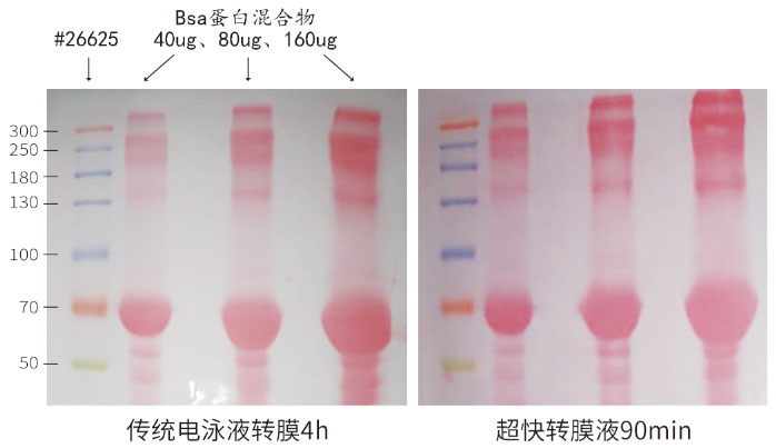 2019.1轉(zhuǎn)膜緩沖液圖2.jpg