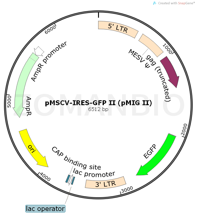 ZK749pMSCV-IRES-GFP II (pMIG II).png