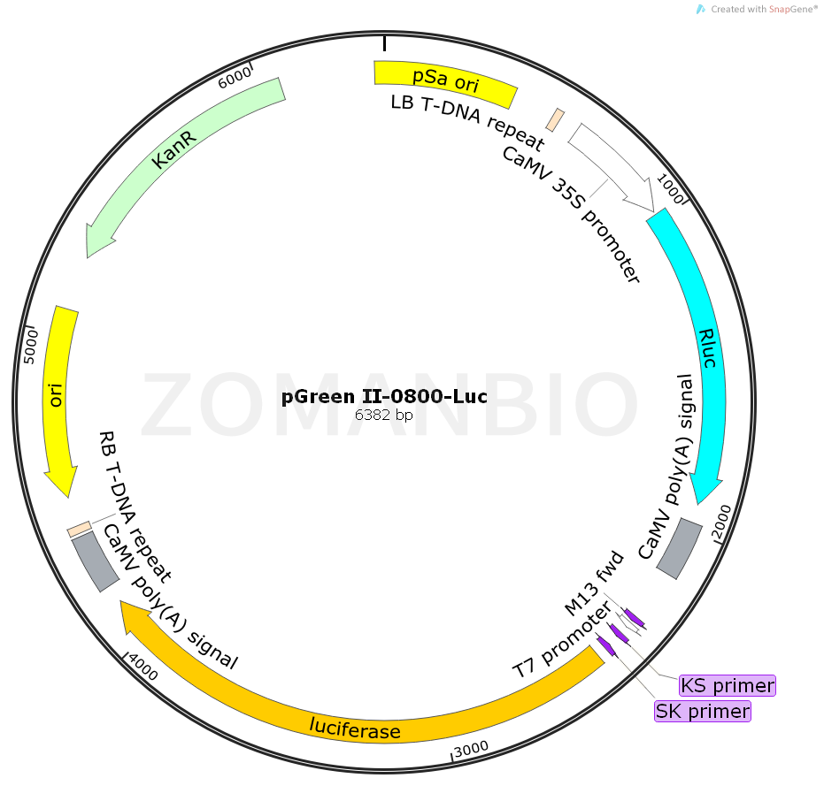 ZK886pGreen II-0800-Luc.png