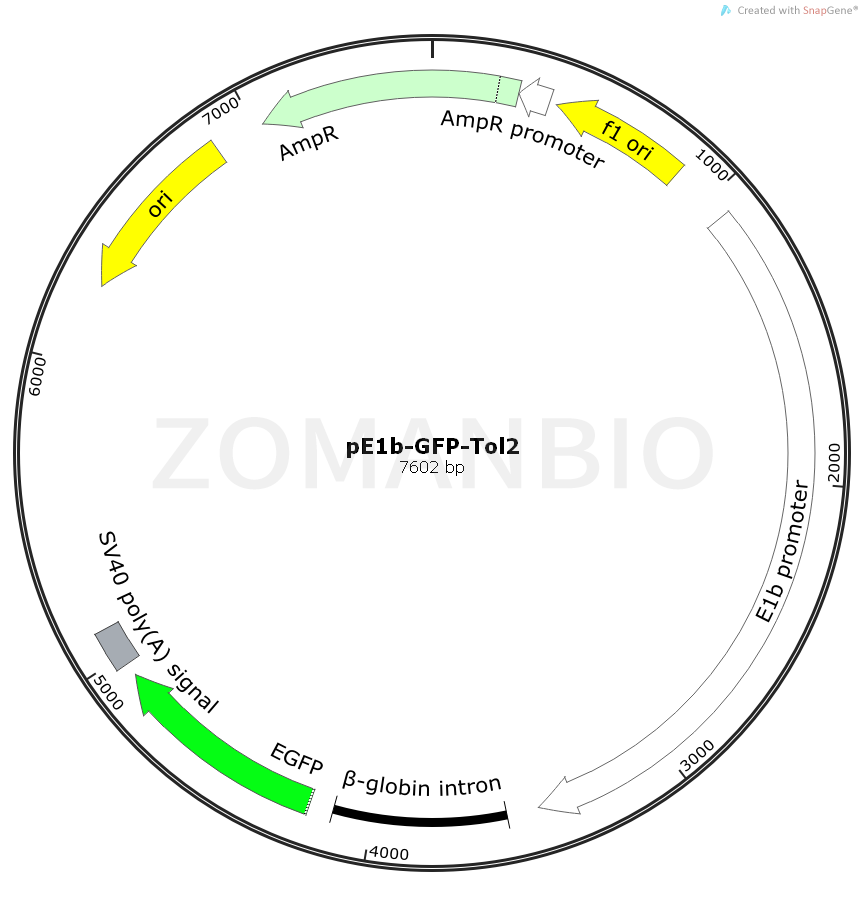 ZK1090E1b-GFP-Tol2.png