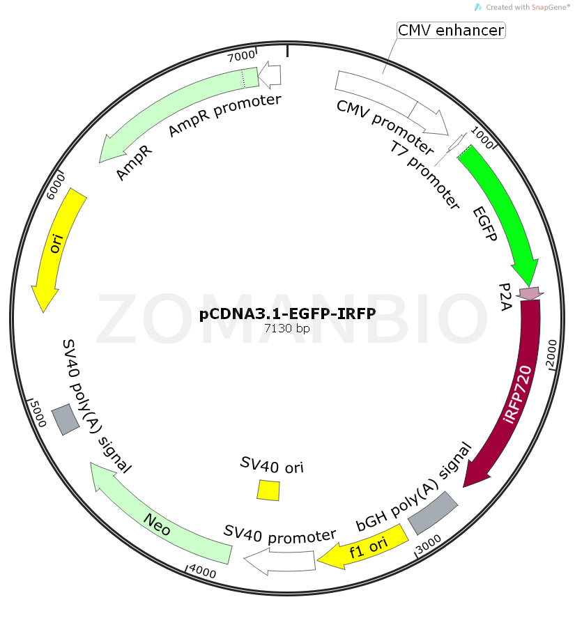 ZK2049 pCDNA3.1-EGFP-IRFP.png