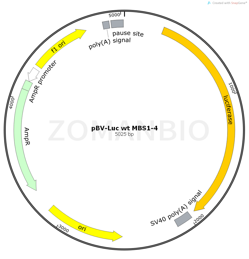 ZK2065 pBV-Luc wt MBS1-4.png