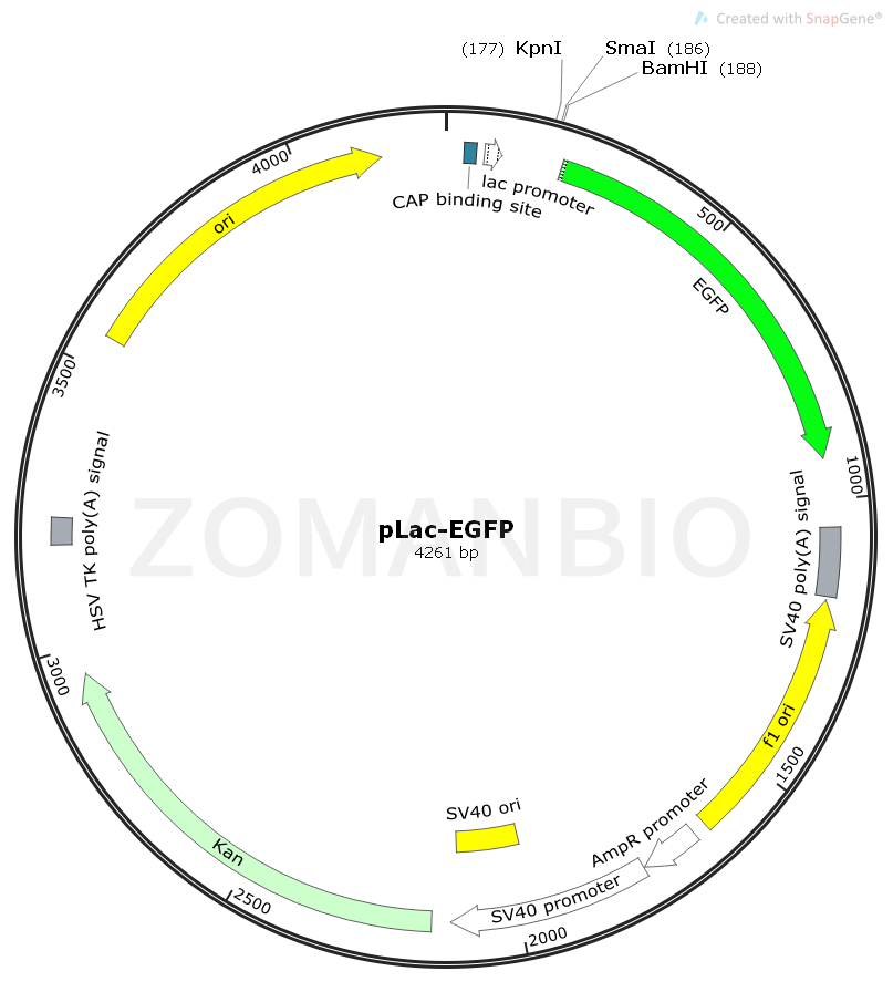 ZK1621 pLac-EGFP.png