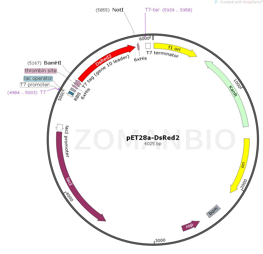 ZK1624 pET28a-DsRed2.png