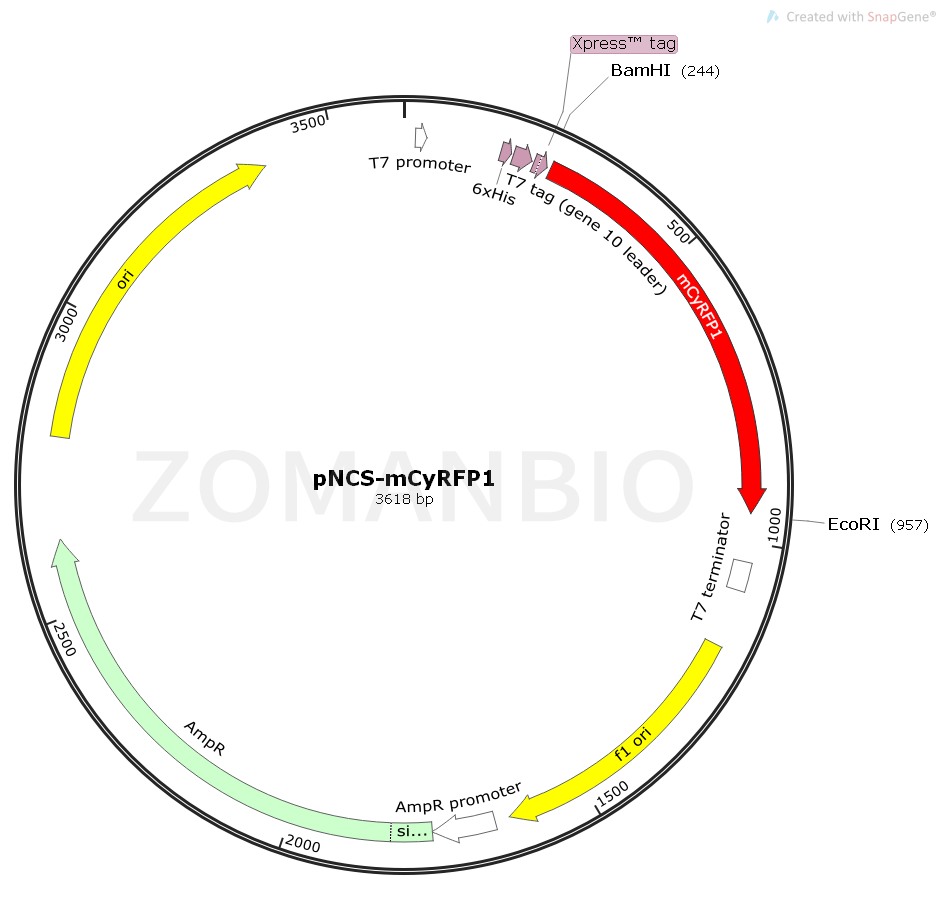 ZK1632 pNCS-mCyRFP1.png