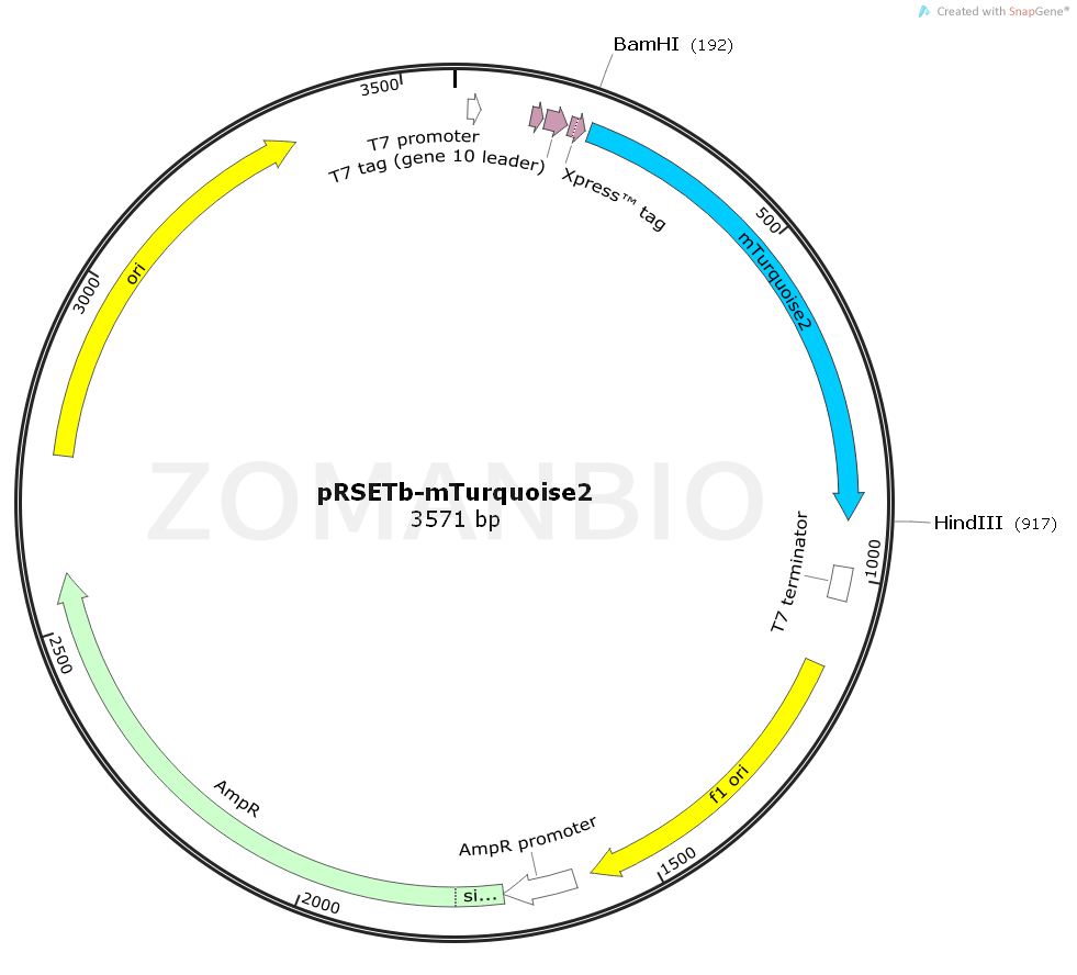 ZK1638 pRSETB-mTurquoise2.png