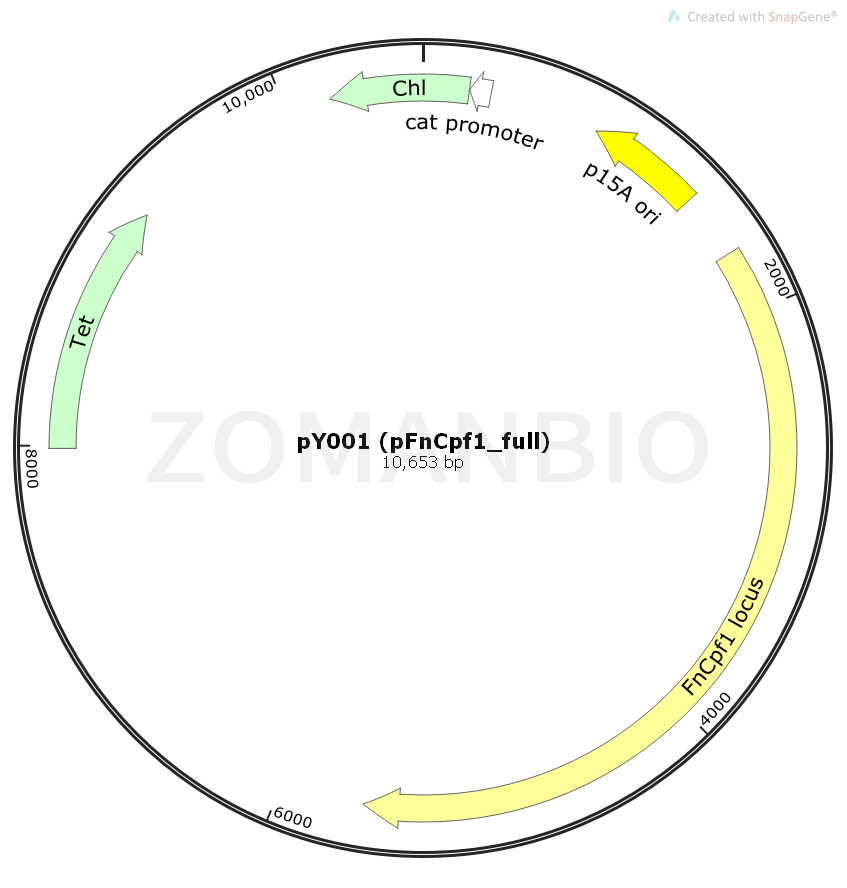 ZK1679 pY001 (pFnCpf1_full).png