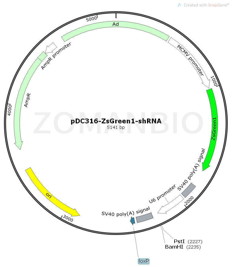 ZK1706 pDC316-ZsGreen1-shRNA.png