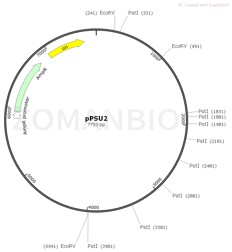 ZK1708 pPSU2 DNA Marker.png