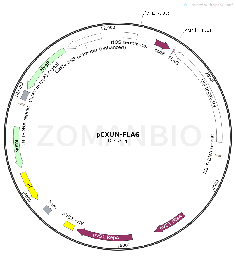 ZK1732 pCXUN-Flag.png