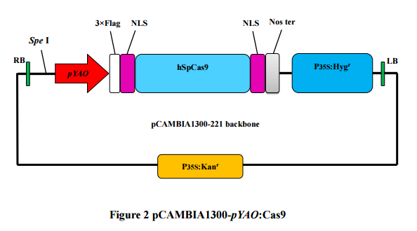 ZK1739 pCAMBIA1300-pYAO-cas9.png