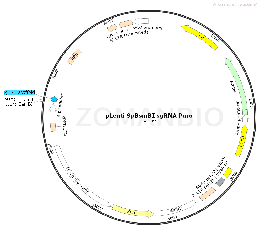 ZK1743 pLenti SpBsmBI sgRNA Puro.png