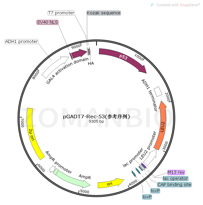 pGADT7-Rec-53(參考序列) Map.png