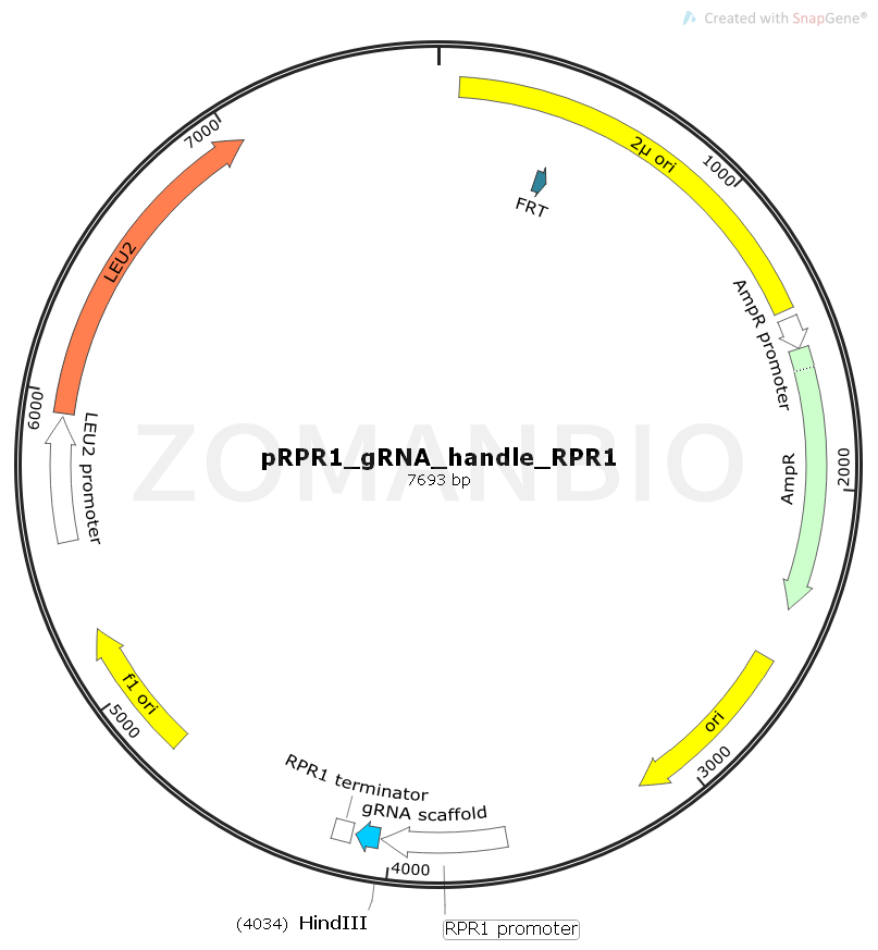 ZK1860 pRPR1_gRNA_handle_RPR1t.png