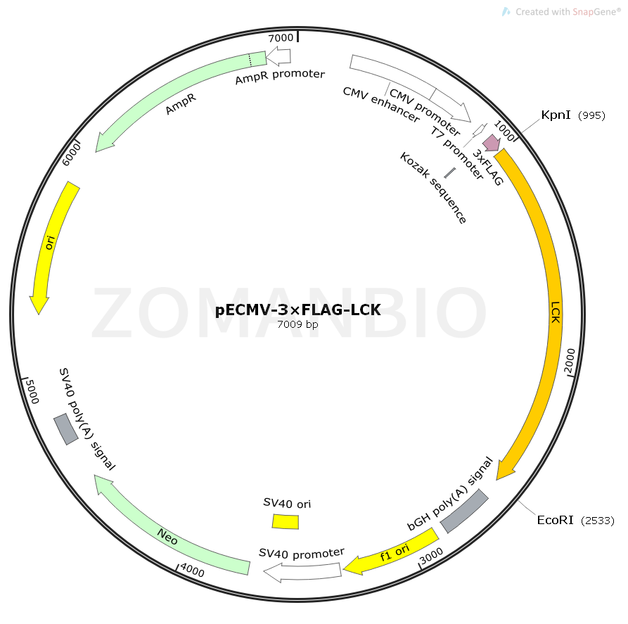 ZK2406 pECMV-3×Flag-LCK.png