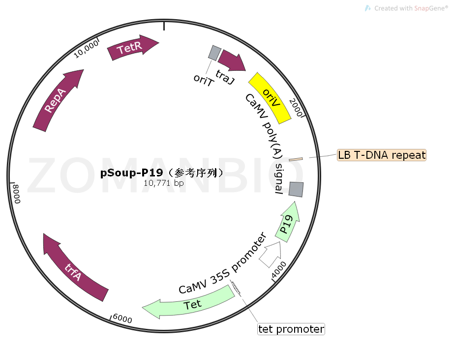 pSoup-P19(參考序列) Map.png