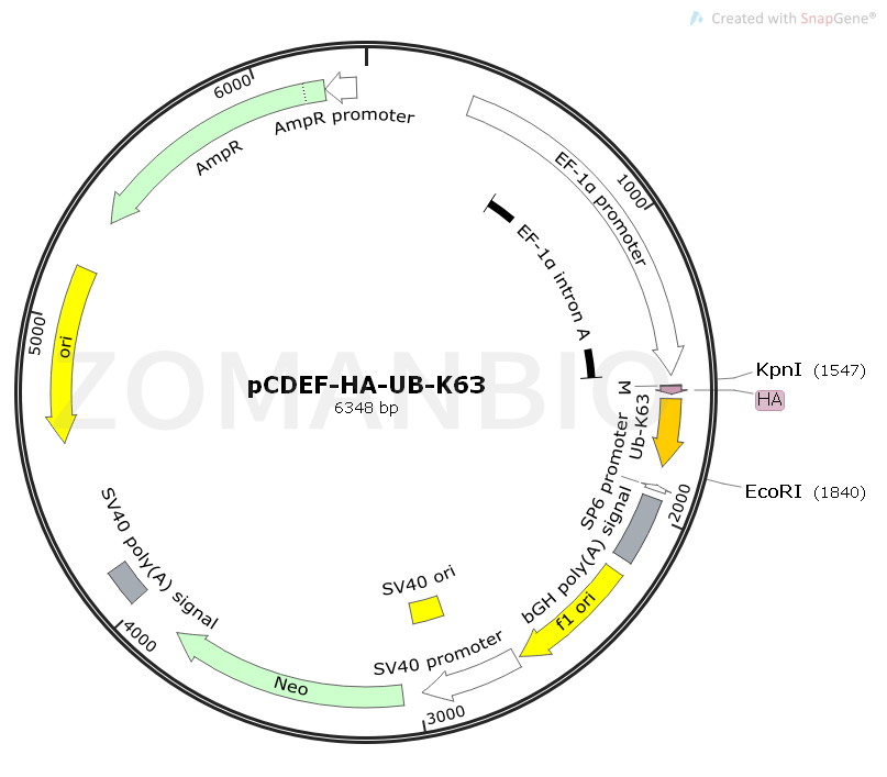 pCDEF-HA-UB-K63 Map.png