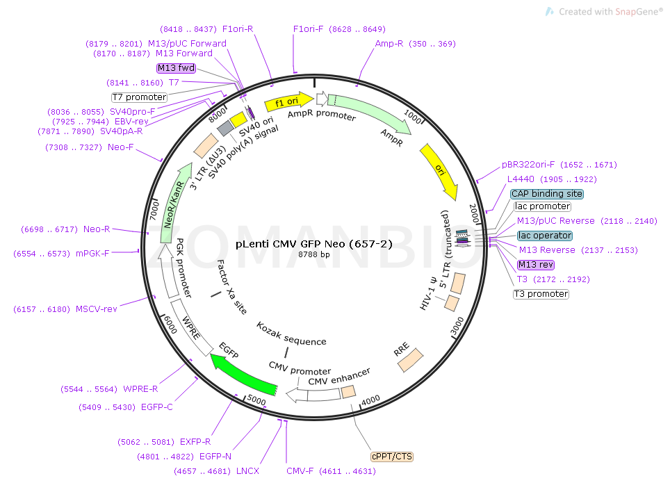 pLenti CMV GFP Neo (657-2) Map.png