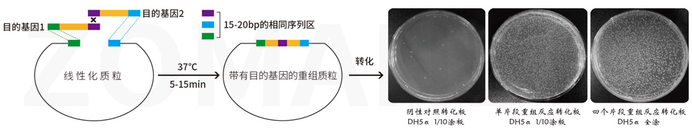 ZC231無縫克隆圖.jpg